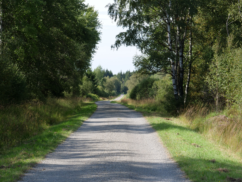 Grindweg tussen berken en sparren in de Hoge Venen